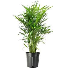 Cat Palm Tree Large Air Purifying
