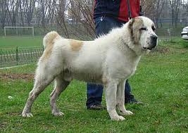 In soul of asia kennel we work with the best examples of the shepherd's dogs of asia, which are also known as alabai dogs, or central asian shepherd dogs, tobet, sage chuponi, sage koochi, etc., probable the oldest guardian breed in the world. Central Asian Shepherd Dog Wikiwand