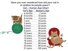 Age In Cat Years