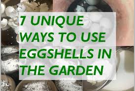 7 ways to use eggss in the garden
