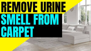 how to remove urine smell from carpet