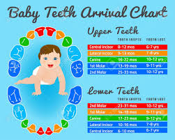 Baby Prelimanary Tooth Eruption Chart Vector Illustration Editable