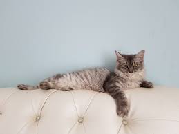 The gentle resistance that it provides can if your cat keeps intentionally scratching the sides or back of your furniture, then it may feel it's out of you can also try making your own spray. How To Keep Cats Off Furniture Using Vinegar Excited Cats