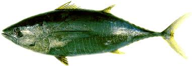 yellowfin tuna