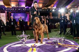 2022 Westminster Kennel Club Dog Show ...