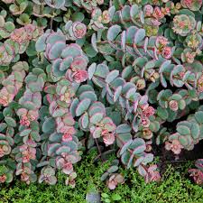 creeping blue sedum groundcovers