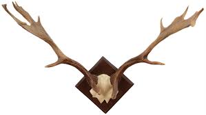 deer antler wall mount decorist