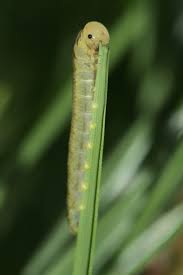 sod webworm control and treatments for