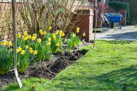 how to plant and care for daffodils in