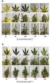 Agronomy | Free Full-Text | Effect of Potassium (K) Supply on Cannabinoids,  Terpenoids and Plant Function in Medical Cannabis