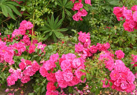 rosa flower carpet pink gash gardens