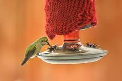 Do hummingbirds like warm or cold nectar?