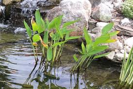 my pond plants turning yellow and dying