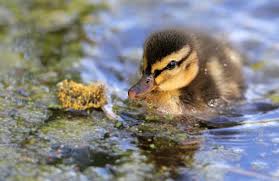Baby Duck Hd Wallpaper Background Image 2048x1327 Id