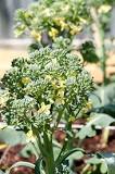 Can bolting broccoli Be Saved?