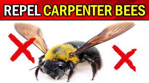get rid of carpenter bees naturally