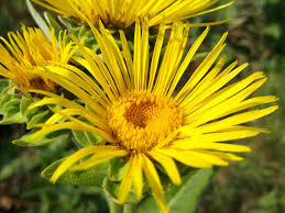 Elecampane - Wikipedia