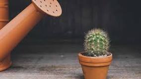 How often do you water a mini cactus?