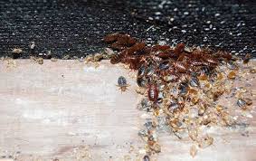 eliminating bed bugs strategies for