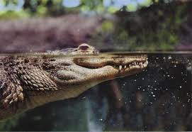 Alligators in South Carolina