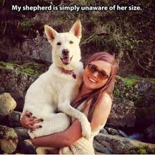 Funniest_Memes_my-shepherd-is-simply-unaware-of-her-size_9428.jpeg via Relatably.com