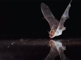 how bats find water and why metal
