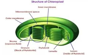 Animal cells are also generally smaller and have more variety in. Which Organelles Are Present In A Plant Cell But Not In An Animal Cell Quora
