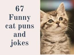 67 purrfect cat puns and jokes kids n