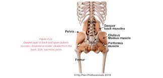 Anatomy lower limb bones and cartilages hip joint. Hip Pain Explained Including Structures Anatomy Of The Hip And Pelvis