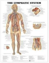 Details About The Lymphatic System Anatomical Chart By Chart Company Anatomical English Hard