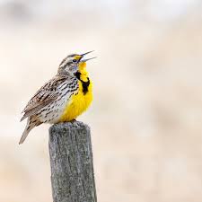 Birdwatching Western meadowlark: A popular state bird | Wildlife, Fishing  and Outdoors | chinookobserver.com