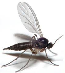 25 ways to get rid of gnats inside