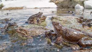 The Alps: The High Life | Annual Alpine Frog Orgy | Nature | PBS