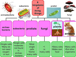 Plants Animals Archaebacteria Protist 6 Kingdoms Of Living
