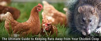 do-chickens-attract-rats