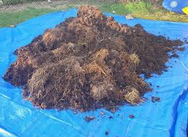 Manure In Compost A Cautionary Tale