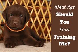 When To Start Training A Lab Puppy Guide On The Best Age