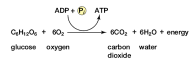 Glucose + oxygen → carbon dioxide + water . Biology Biology