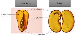 mango is a monocot plant a true b false