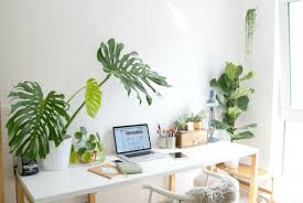 Mejores 19 plantas de interior. La Selva En Casa Como Decorar Con Plantas