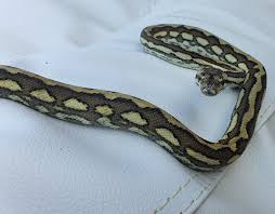 tiger carpet python traits morphpedia