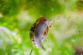 I love watching them move wit water snails eggs look like a little sac of jelly with tiny round eggs inside but the round eggs have little tan speeces inside of them that look like rectagles. Can Aquarium Snails Live On Land Survive Outside A Tank Aquarium Genius