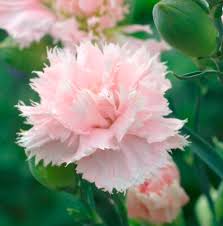 Dianthus caryophyllus, 'Chabaud', 'La France' Seeds £1.95 from Chiltern  Seeds - Chiltern Seeds Secure Online Seed Catalogue and Shop
