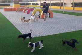 50 to 90% off deals in pet boarding near you. 10 Of The Best Dog Retreats In Dubai What S On Dubai
