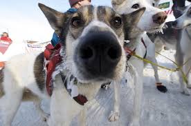 Image result for iditarod 2015