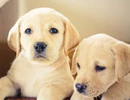 Many puppies portland oregon come from puppy mills and suffer behavioral and physical issues as a result. 6 Things To Consider Before Buying A Labrador