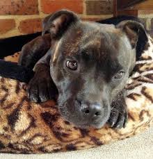 When you look at a stafford, you see a small but powerful dog with a smooth coat in solid red, fawn, white, black, blue or brindle. Staffordshire Bull Terrier Dog Breed Information And Pictures