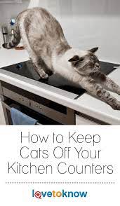When he jumps up onto the counter in search of food, put a dog treat in front of his nose. How To Keep Cats Off Your Kitchen Counters Lovetoknow Cat Training Cats Keeping Cats Off Counters