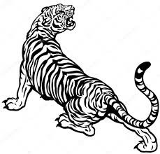 angry tiger black white stock vector by
