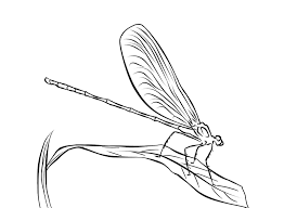 Select from 35919 printable coloring pages of cartoons, animals, nature, bible and many more. Free Dragonfly Coloring Page 4
